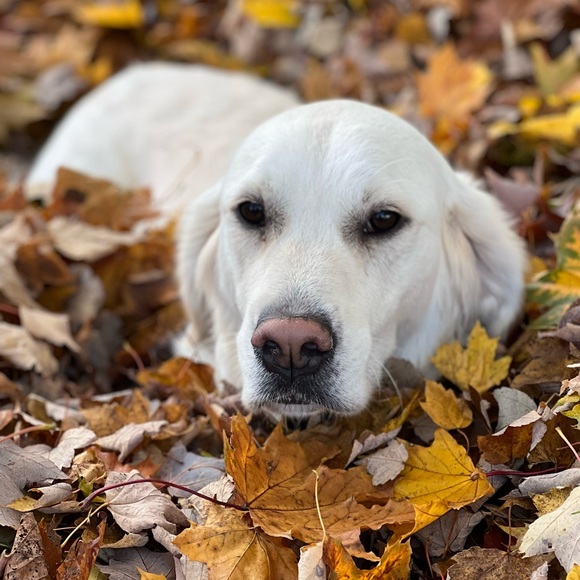 Meet your Posher, Nicole - Picture 2 of 2